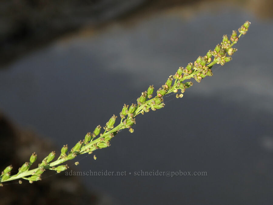 common arrow-grass (Triglochin maritima) [Borax Lake Preserve, Harney County, Oregon]