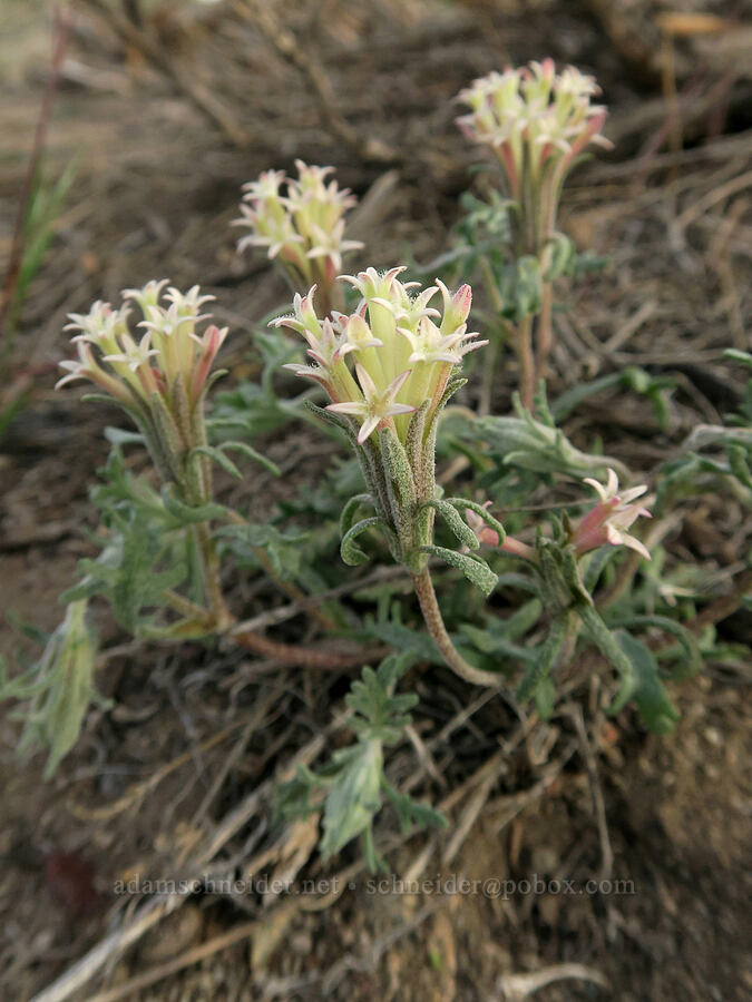 Mojave pincushion (big-head dusty-maidens) (Chaenactis macrantha) [Borax Lake Road, Harney County, Oregon]
