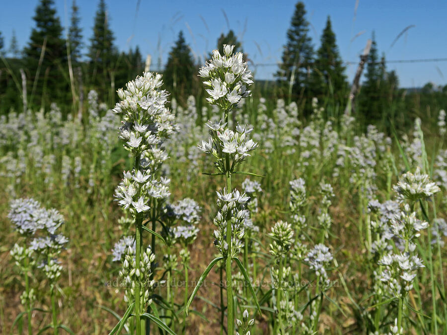 white-stemmed frasera (Frasera albicaulis var. columbiana (Swertia columbiana)) [BZ-Glenwood Highway, Klickitat County, Washington]