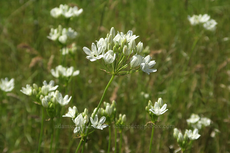 white cluster-lily (Triteleia hyacinthina (Brodiaea hyacinthina)) [Kreps Lane, Conboy Lake N.W.R., Klickitat County, Washington]