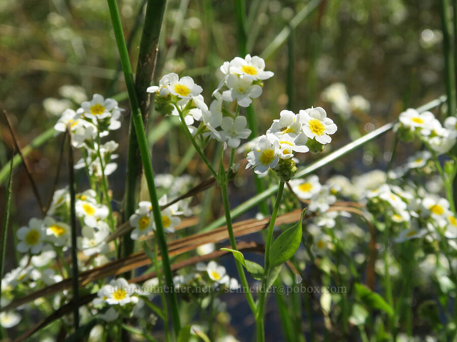 fragrant popcorn flower (Plagiobothrys figuratus) [Kreps Lane, Conboy Lake N.W.R., Klickitat County, Washington]