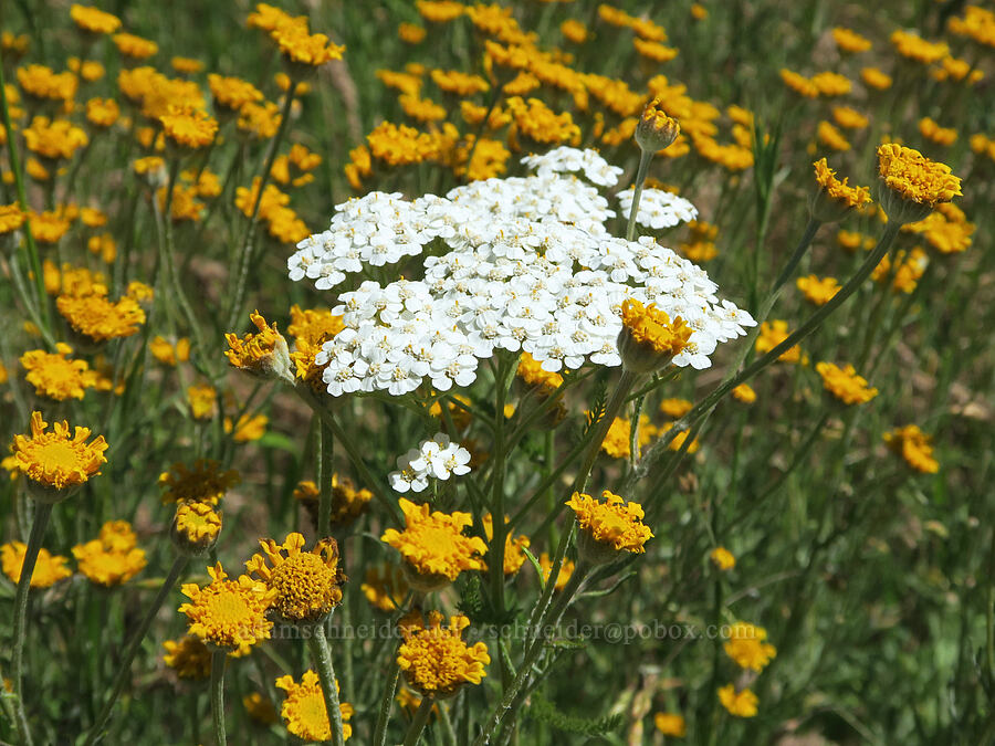 yarrow & Oregon sunshine (Achillea millefolium, Eriophyllum lanatum) [Kreps Lane, Klickitat County, Washington]