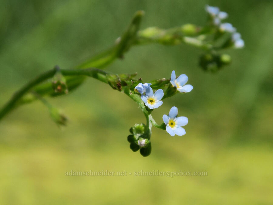 small-flowered forget-me-not (Myosotis laxa) [Willard Springs Trail, Conboy Lake N.W.R., Klickitat County, Washington]