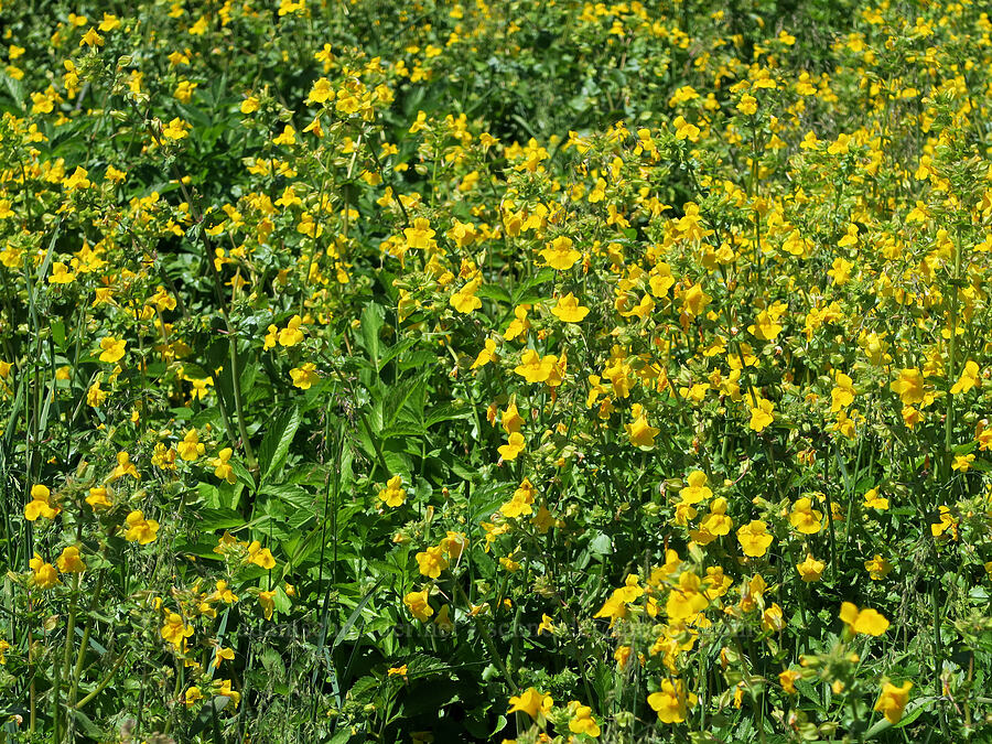 yellow monkeyflower (Erythranthe guttata (Mimulus guttatus)) [Willard Springs Trail, Conboy Lake N.W.R., Klickitat County, Washington]