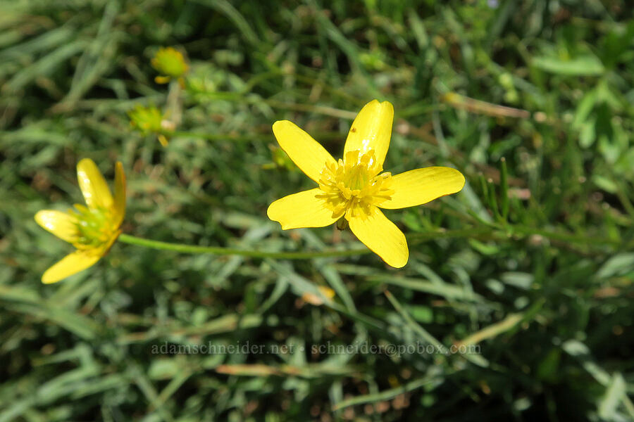 straight-beak buttercup (Ranunculus orthorhynchus var. orthorhynchus) [Willard Springs Trail, Conboy Lake N.W.R., Klickitat County, Washington]