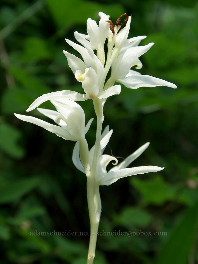phantom orchid (Cephalanthera austiniae (Eburophyton austiniae)) [Willard Springs Trail, Conboy Lake N.W.R., Klickitat County, Washington]