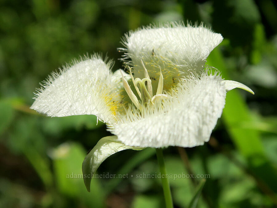 subalpine mariposa lily (Calochortus subalpinus) [Willard Springs Trail, Conboy Lake N.W.R., Klickitat County, Washington]