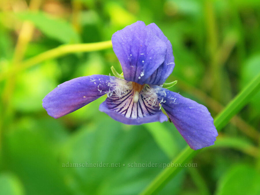 hooked violet (Viola adunca) [Willard Springs Trail, Conboy Lake N.W.R., Klickitat County, Washington]