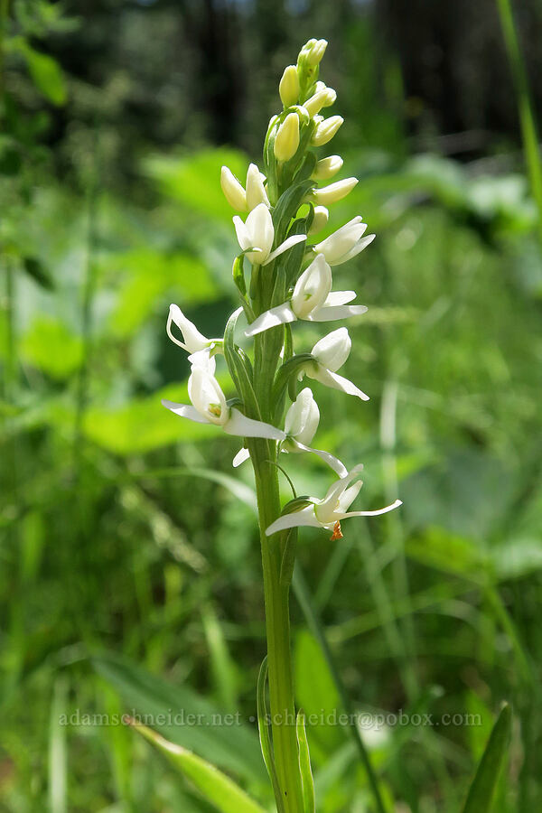short-spurred white bog orchid (Platanthera dilatata var. dilatata (Habenaria dilatata)) [Willard Springs Trail, Conboy Lake N.W.R., Klickitat County, Washington]