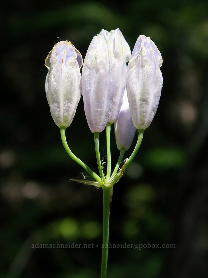 bi-colored cluster lily, fading (Triteleia grandiflora var. howellii (Brodiaea bicolor)) [Willard Springs Trail, Conboy Lake N.W.R., Klickitat County, Washington]