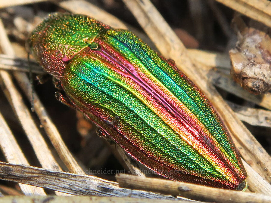 golden jewel beetle (Buprestis aurulenta) [Willard Springs Trail, Conboy Lake N.W.R., Klickitat County, Washington]