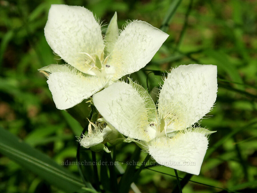 subalpine mariposa lily (Calochortus subalpinus) [Willard Springs Trail, Conboy Lake N.W.R., Klickitat County, Washington]