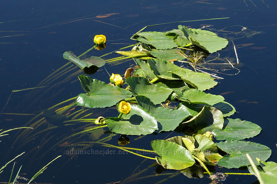 yellow pond lilies (Nuphar polysepala) [BZ-Glenwood Highway, Conboy Lake N.W.R., Klickitat County, Washington]