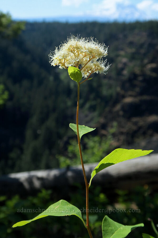 white spirea (Spiraea lucida (Spiraea betulifolia var. lucida)) [Klickitat Canyon Overlook, Klickitat County, Washington]