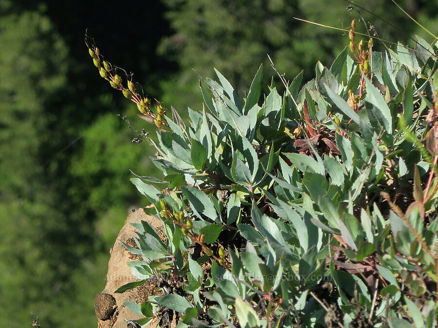 Barrett's penstemon, going to seed (Penstemon barrettiae) [Klickitat Canyon Overlook, Klickitat County, Washington]