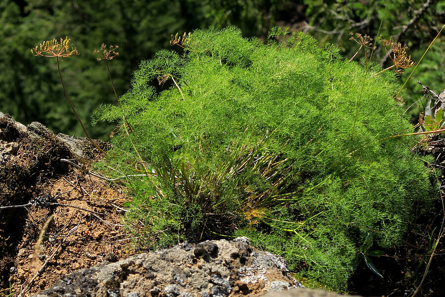 Klickitat desert parsley, going to seed (Lomatium klickitatense (Lomatium grayi)) [Klickitat Canyon Overlook, Klickitat County, Washington]