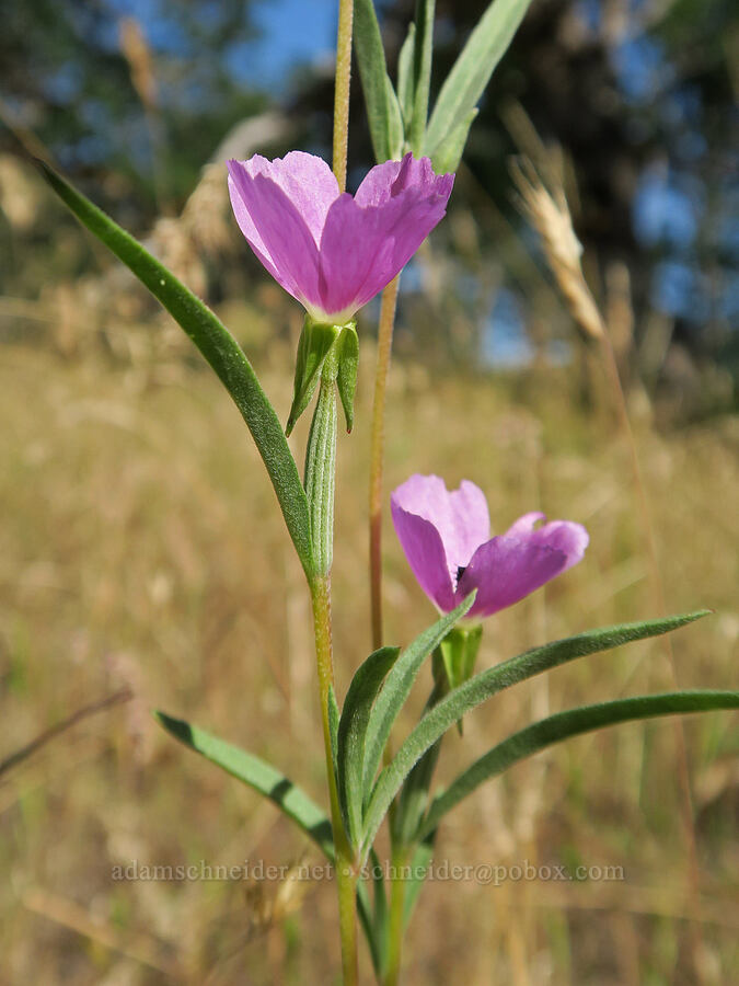 wine-cup clarkia (Clarkia purpurea ssp. quadrivulnera (Clarkia quadrivulnera)) [Leidl Ridge Trailhead, Klickitat County, Washington]