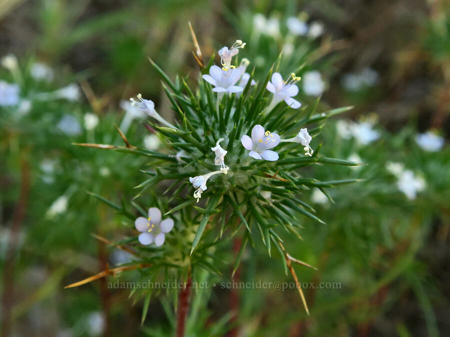 needle-leaf navarretia (Navarretia intertexta ssp. intertexta) [Leidl Ridge Trailhead, Klickitat County, Washington]