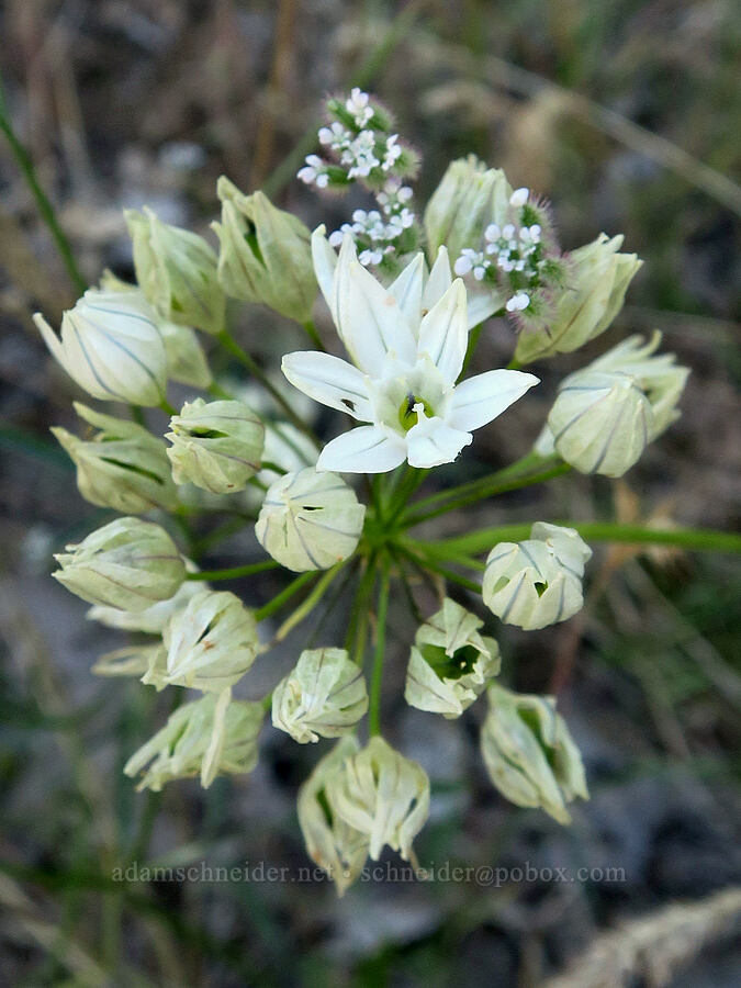 white cluster-lily (Triteleia hyacinthina (Brodiaea hyacinthina)) [Leidl Ridge Trailhead, Klickitat County, Washington]