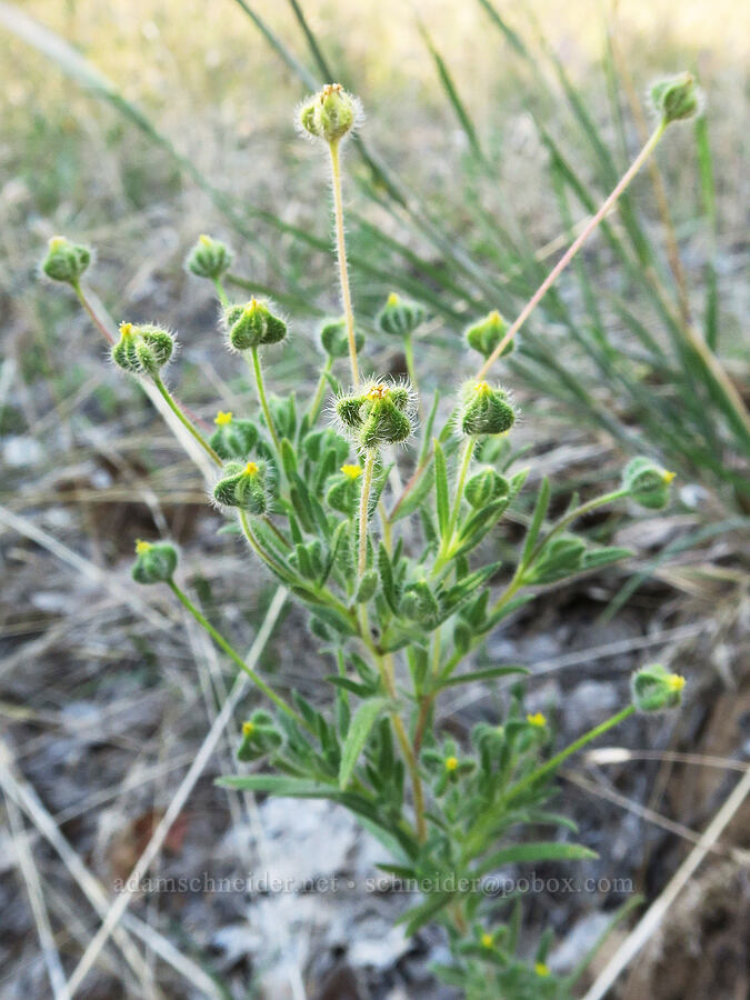 little tarweed (Madia exigua) [Leidl Ridge Trailhead, Klickitat County, Washington]