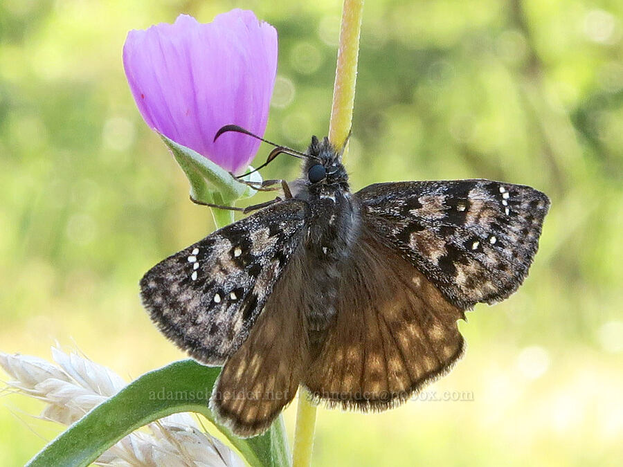 Propertius dusky-wing butterfly (Erynnis propertius) [Leidl Ridge Trailhead, Klickitat County, Washington]
