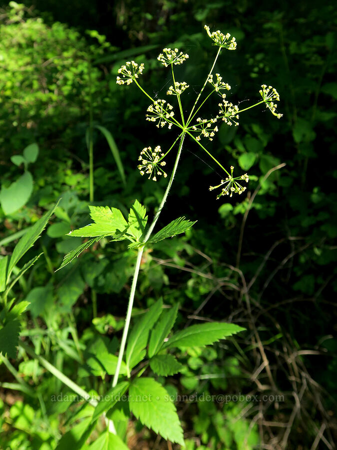 western sweet-cicely (Osmorhiza occidentalis) [Brooks Memorial State Park, Klickitat County, Washington]