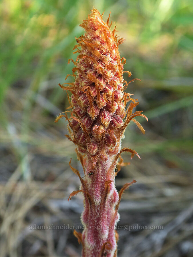 pinedrops, budding (Pterospora andromedea) [Brooks Memorial State Park, Klickitat County, Washington]