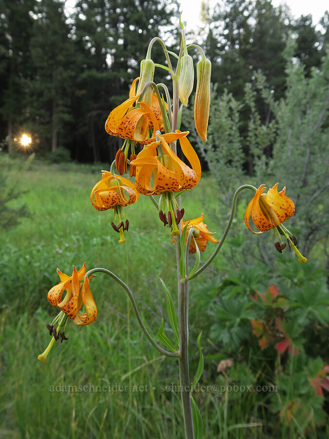tiger lilies (Lilium columbianum) [Brooks Memorial State Park, Klickitat County, Washington]