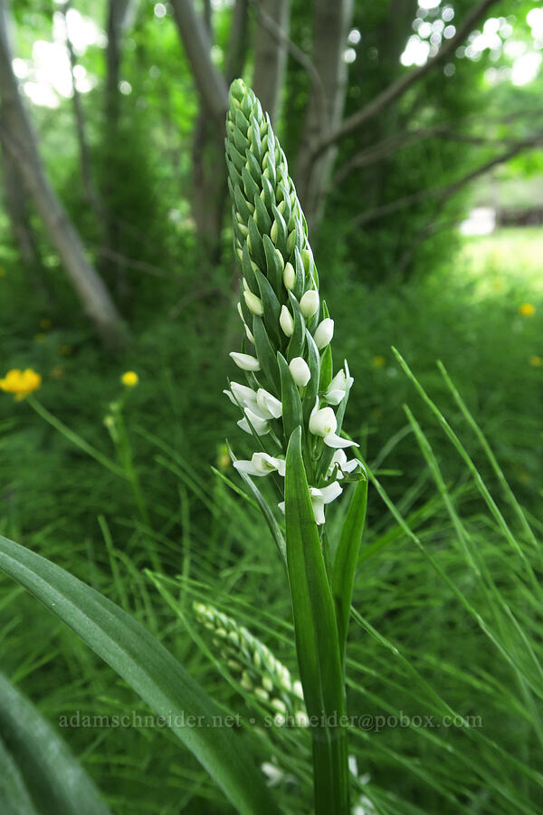 long-spurred white bog orchid (Platanthera dilatata var. leucostachys (Platanthera leucostachys)) [Brooks Memorial State Park, Klickitat County, Washington]