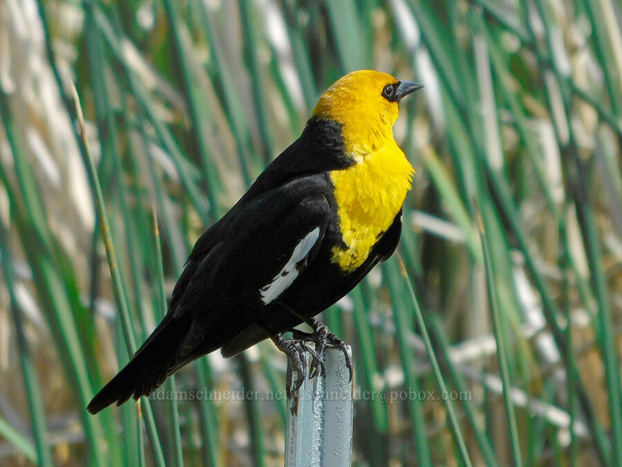yellow-headed blackbird (Xanthocephalus xanthocephalus) [Malheur National Wildlife Refuge, Harney County, Oregon]