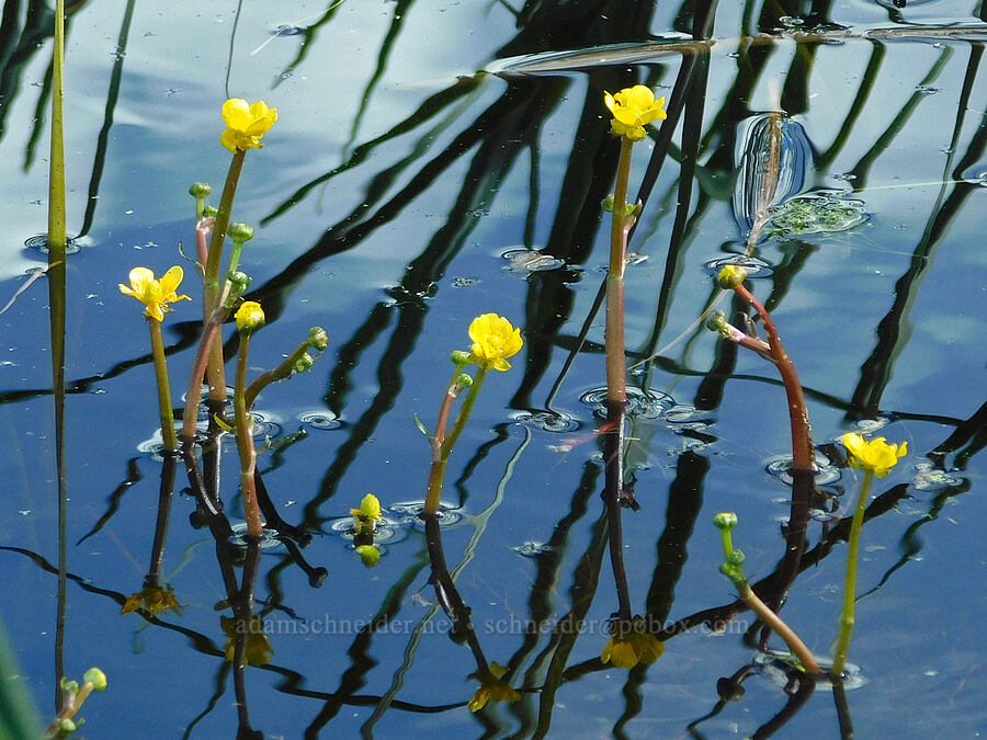 yellow water buttercups (Ranunculus flabellaris) [Malheur National Wildlife Refuge, Harney County, Oregon]
