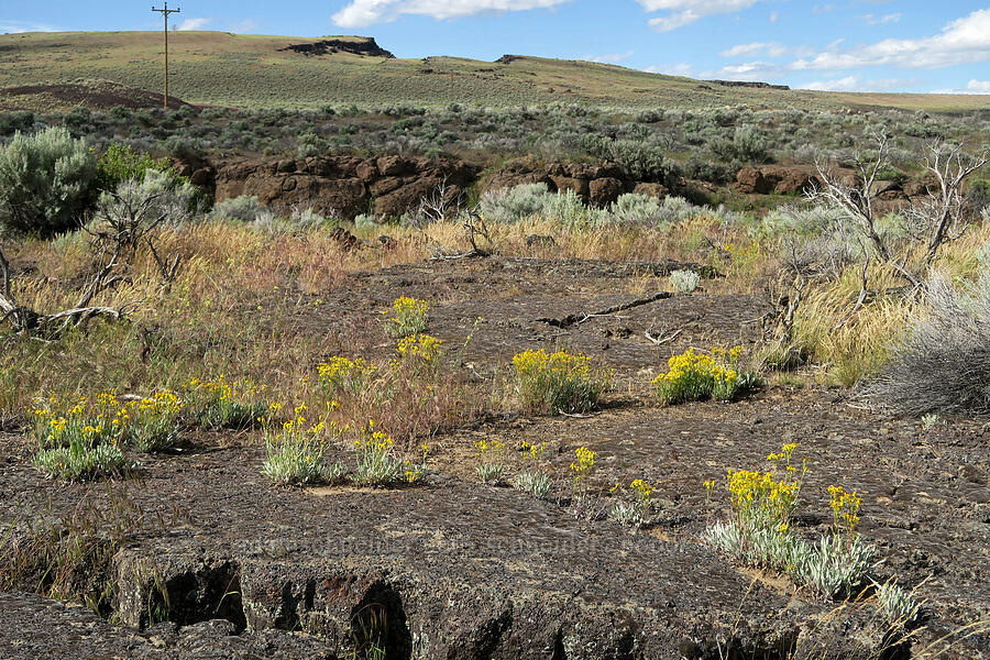 woolly groundsel (Packera cana (Senecio canus)) [Diamond Craters, Harney County, Oregon]