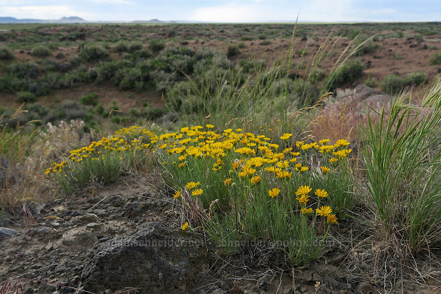desert yellow fleabane/daisies (Erigeron linearis) [Diamond Craters, Harney County, Oregon]