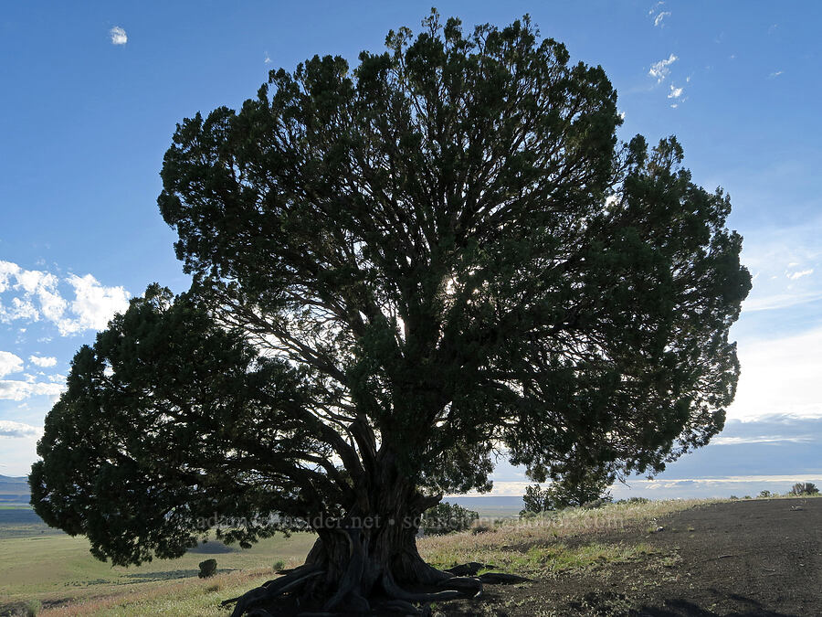 juniper tree (Juniperus occidentalis) [Diamond Craters, Harney County, Oregon]