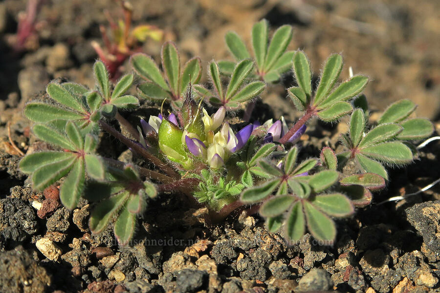 tiny lupine (Lupinus brevicaulis) [Diamond Craters, Harney County, Oregon]
