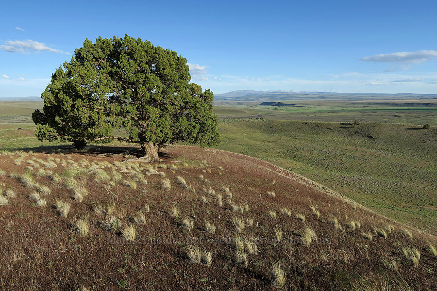 juniper and cinders (Juniperus occidentalis) [Diamond Craters, Harney County, Oregon]