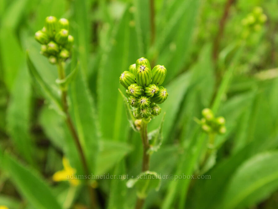 tall groundsel (alkali marsh butterweed), budding (Senecio hydrophiloides (Senecio foetidus)) [Little Summit Prairie, Ochoco National Forest, Wheeler County, Oregon]