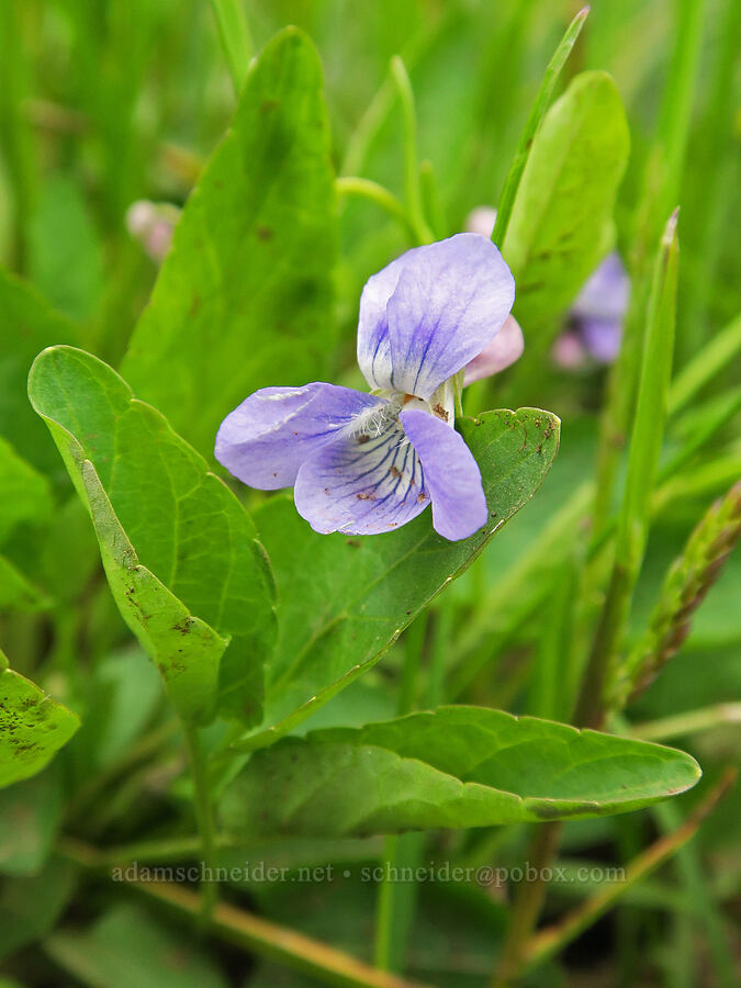 early blue violet (Viola adunca) [Little Summit Prairie, Ochoco National Forest, Wheeler County, Oregon]