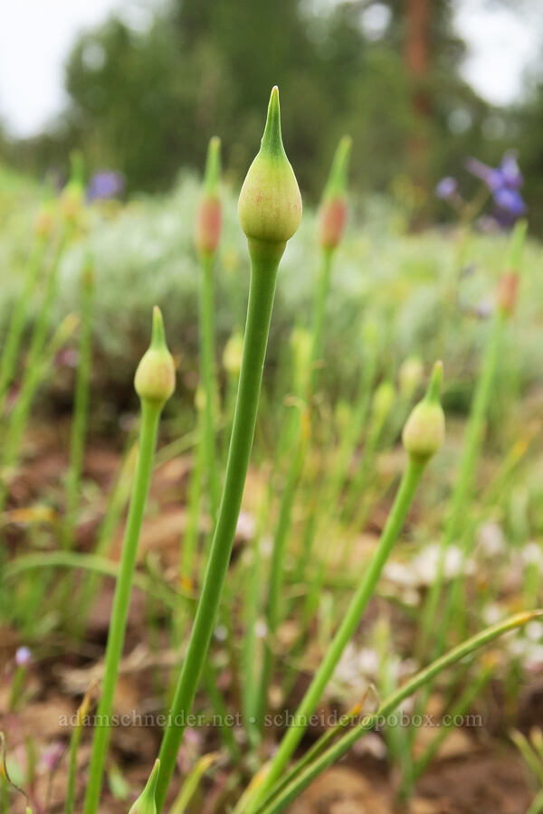 taper-tip onions, budding (Allium acuminatum) [Little Summit Prairie, Ochoco National Forest, Crook County, Oregon]