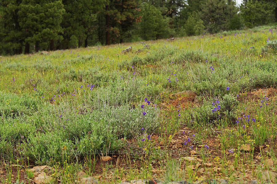 wildflowers (Delphinium nuttallianum, Artemisia sp., Allium sp., Lomatium brevifolium (Lomatium triternatum var. brevifolium)) [Little Summit Prairie, Ochoco National Forest, Crook County, Oregon]
