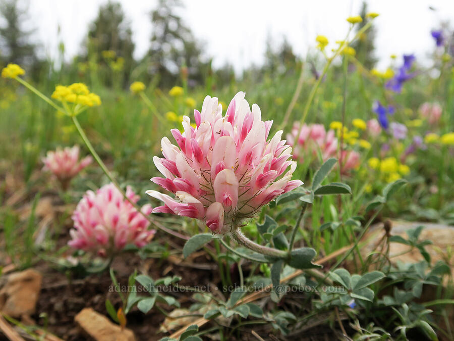 big-head clover (Trifolium macrocephalum) [Little Summit Prairie, Ochoco National Forest, Crook County, Oregon]