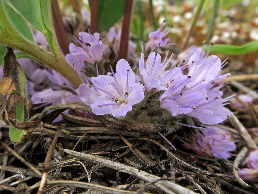 alpine ball-head waterleaf (Hydrophyllum capitatum var. alpinum (Hydrophyllum alpestre)) [Little Summit Prairie, Ochoco National Forest, Crook County, Oregon]