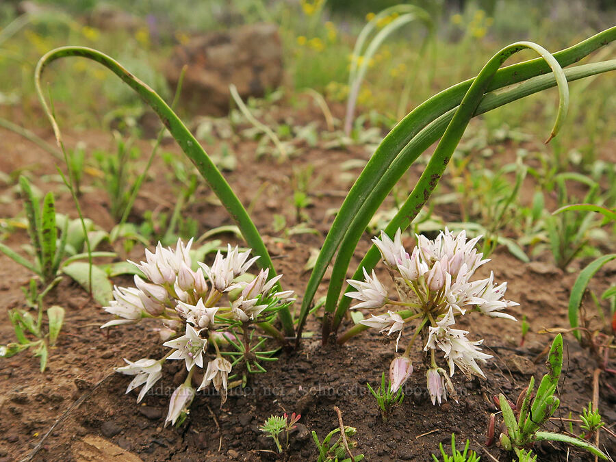 Tolmie's onion (Allium tolmiei) [Little Summit Prairie, Ochoco National Forest, Crook County, Oregon]