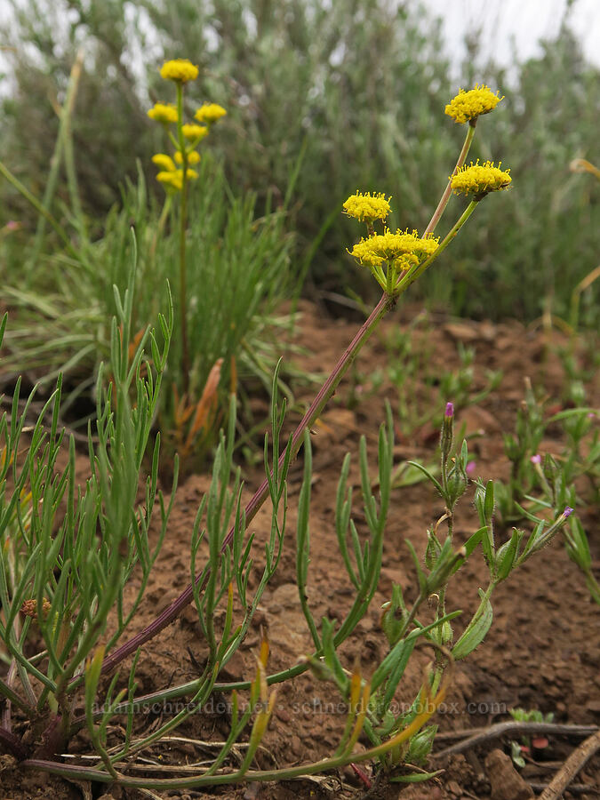 nine-leaf desert parsley (Lomatium brevifolium (Lomatium triternatum var. brevifolium)) [Little Summit Prairie, Ochoco National Forest, Crook County, Oregon]