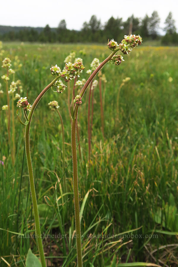 Oregon saxifrage (Micranthes oregana (Saxifraga oregana)) [Little Summit Prairie, Ochoco National Forest, Crook County, Oregon]