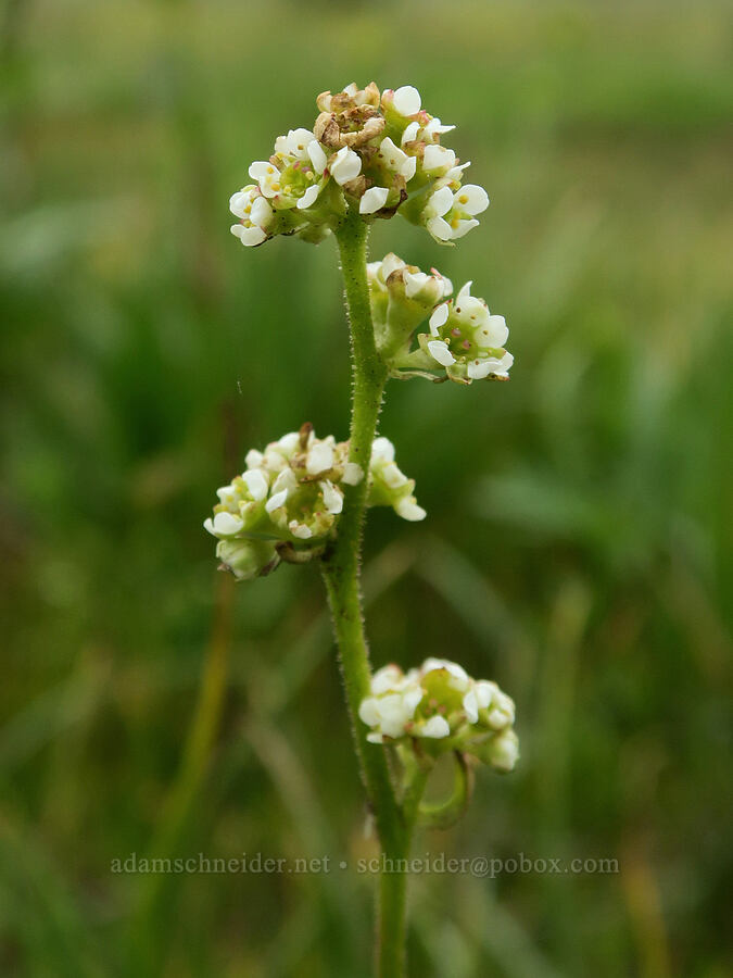 whole-leaf saxifrage (Micranthes integrifolia (Saxifraga integrifolia)) [Little Summit Prairie, Ochoco National Forest, Crook County, Oregon]