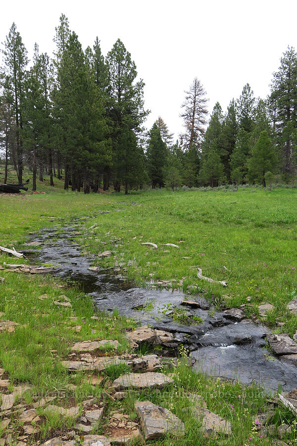 stream below Dublin Spring [Little Summit Prairie, Ochoco National Forest, Crook County, Oregon]