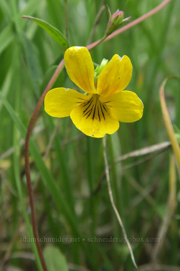 upland yellow violet (Viola praemorsa) [Little Summit Prairie, Ochoco National Forest, Crook County, Oregon]