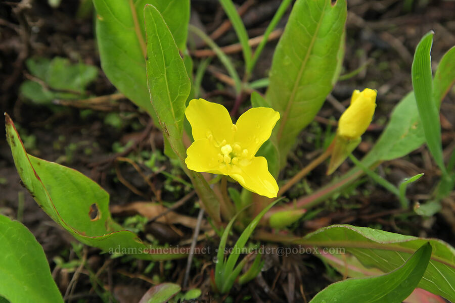 long-leaf evening-primrose (northern sun-cup) (Taraxia subacaulis (Camissonia subacaulis)) [Summit Prairie, Malheur National Forest, Grant County, Oregon]