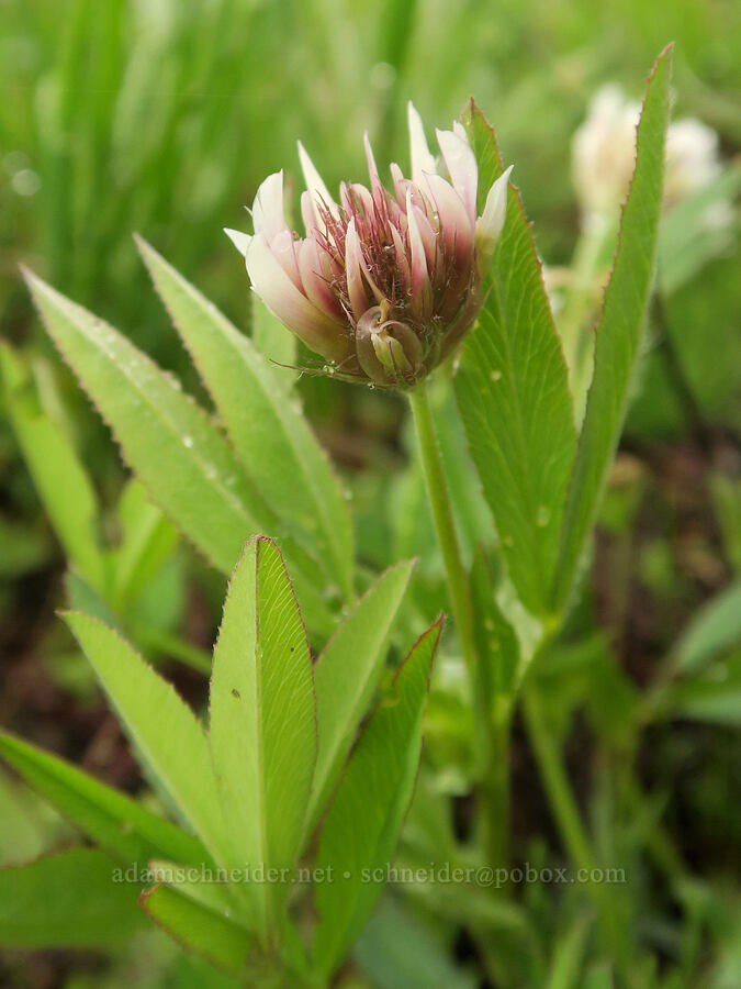 Hansen's long-stalk clover (Trifolium longipes ssp. hansenii (Trifolium hansenii)) [Summit Prairie, Malheur National Forest, Grant County, Oregon]